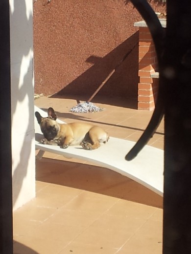tomando el sol tomando el sol